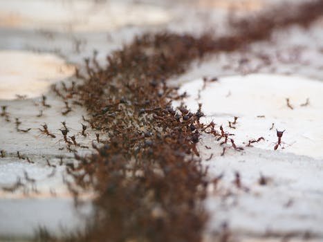 Les raisons pour lesquelles les fourmis envahissent votre logement